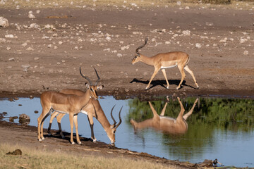 antelope in wild savanna , Animal of africa © Davide Antoniani