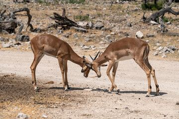 antelope in wild savanna , Animal of africa © Davide Antoniani