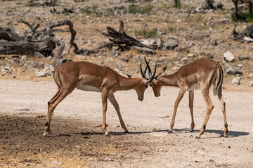 antelope in wild savanna , Animal of africa © Davide Antoniani