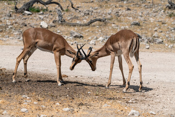 antelope in wild savanna , Animal of africa © Davide Antoniani