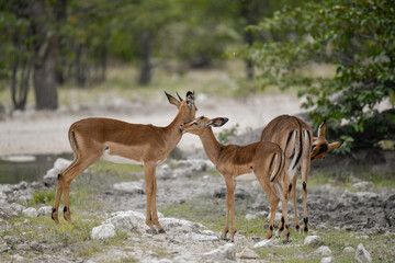 antelope in wild savanna , Animal of africa © Davide Antoniani