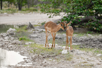 antelope in wild savanna , Animal of africa © Davide Antoniani