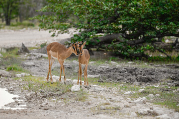 antelope in wild savanna , Animal of africa © Davide Antoniani