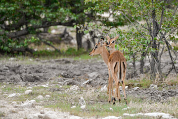 antelope in wild savanna , Animal of africa © Davide Antoniani