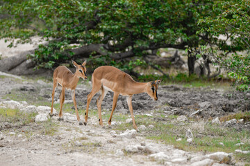 antelope in wild savanna , Animal of africa © Davide Antoniani