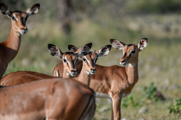 antelope in wild savanna , Animal of africa © Davide Antoniani