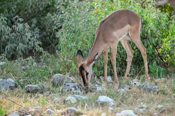 antelope in wild savanna , Animal of africa © Davide Antoniani