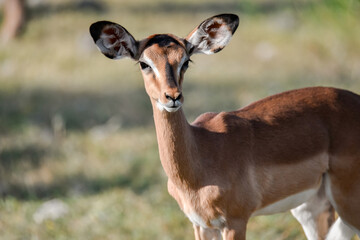 antelope in wild savanna , Animal of africa © Davide Antoniani