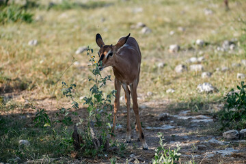 antelope in wild savanna , Animal of africa © Davide Antoniani