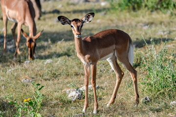antelope in wild savanna , Animal of africa © Davide Antoniani