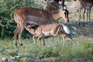 antelope in wild savanna , Animal of africa © Davide Antoniani