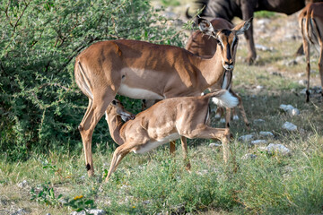 antelope in wild savanna , Animal of africa © Davide Antoniani