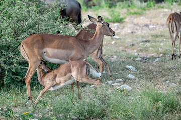 antelope in wild savanna , Animal of africa © Davide Antoniani