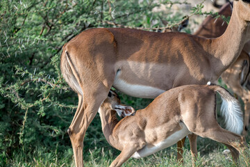 antelope in wild savanna , Animal of africa © Davide Antoniani