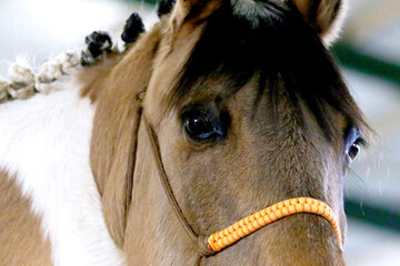 Horse eyes close up. Beautiful frontal shot of horse head. Portrait with harness
