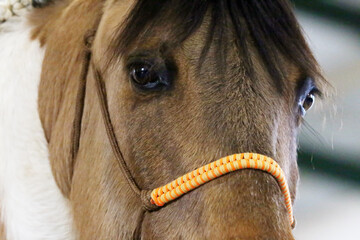 Horse eyes close up. Beautiful frontal shot of horse head. Portrait with harness