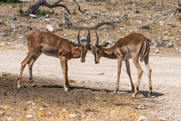 Naklejka premium antelope in wild savanna , Animal of africa