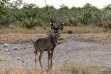 Fototapeta premium antelope in wild savanna , Animal of africa