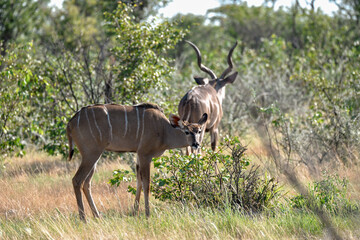 Obraz premium antelope in wild savanna , Animal of africa