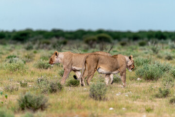 wild lion in savanna , Africa
