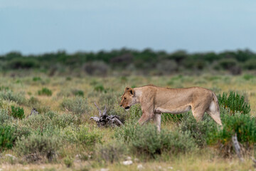 wild lion in savanna , Africa
