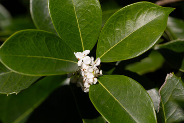 Small white flowers with green leaves, sweet olive. (Osmanthus fragrans)