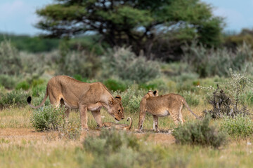 wild lion in savanna , Africa
