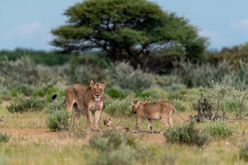 wild lion in savanna , Africa
