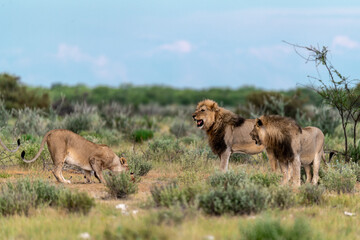 Fototapeta premium wild lion in savanna , Africa 