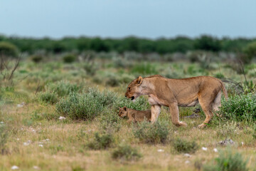 wild lion in savanna , Africa
