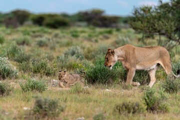 wild lion in savanna , Africa
