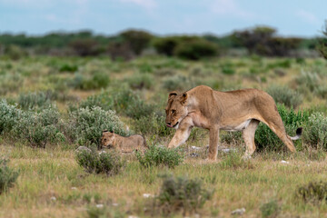 wild lion in savanna , Africa
