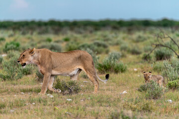 wild lion in savanna , Africa
