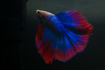 Fototapeta premium Betta, aqua blue and red color. Siamese fighting fish on dark background.