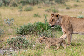 wild lion in savanna , Africa
