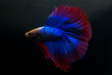 Fototapeta premium Betta, aqua blue and red color. Siamese fighting fish on dark background.
