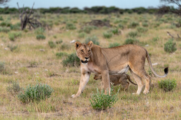 wild lion in savanna , Africa

