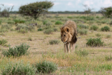 wild lion in savanna , Africa
