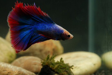 Betta, aqua blue and red color. Siamese fighting fish on dark background.