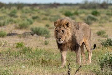 wild lion in savanna , Africa
