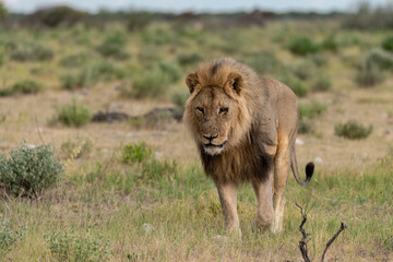 wild lion in savanna , Africa
