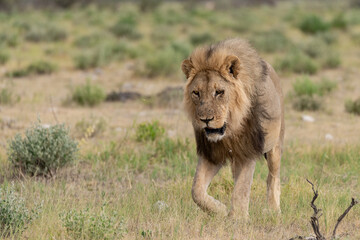 wild lion in savanna , Africa
