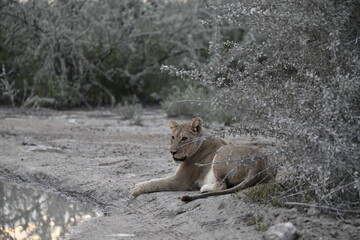 wild lion in savanna , Africa
