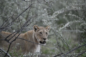 wild lion in savanna , Africa
