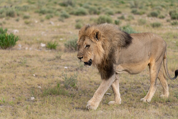 wild lion in savanna , Africa
