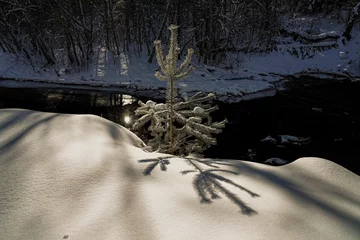 Snowy pine with a nice snow texture in the foreground