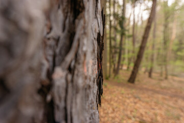 Fototapeta premium A close-up of tree bark with the pine forest in the background