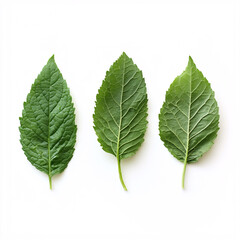 Obraz premium Isolated epazote leaves emphasizing intricate shapes and herbal qualities