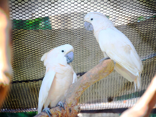 Two white cockatoos perch on a branch inside a zoo aviary, showcasing their beauty and interaction in natural light