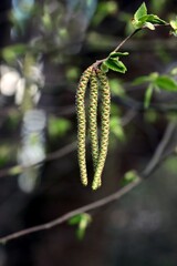 long catkins of blooming  Ostrya Carpinifolia tree -Betulaceae Family.